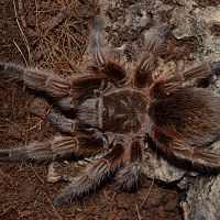 Grammostola rosea 0,1