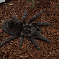 Grammostola pulchra 0,1