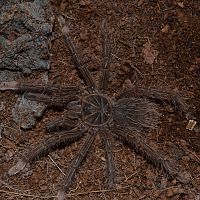 Theraphosa stirmi 0,1