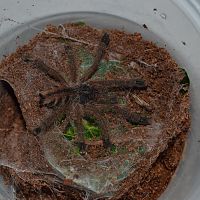 Avicularia (ex metallica)