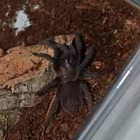 Brachypelma kahlenbergi 0,1