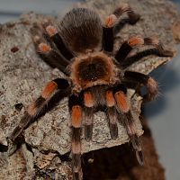 Brachypelma smithi 0,1