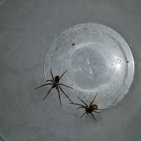 Brown Recluse pair