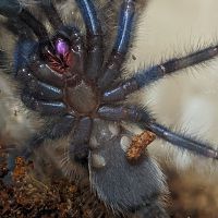 Poecilotheria Metallica Male or Female 2.5 inches.