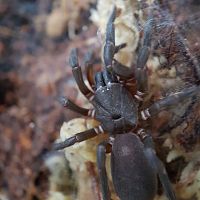 Nemesiidae sp. FNQ