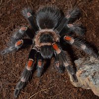 Brachypelma auratum 0,1