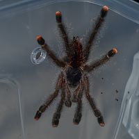 Avicularia sp.British Guayana