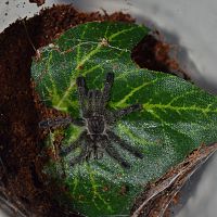 Avicularia purpurea sling