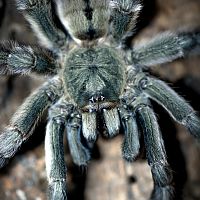 Psalmopoeus cambridgei Sub-Adult Female