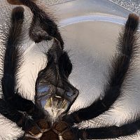 Avicularia Avicularia [molt sexing]