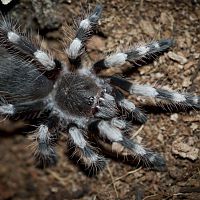 Nhandu coloratovillosus Suspect Male - ~2"