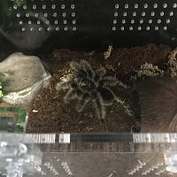 Brachypelma albopilosum