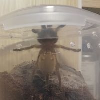 M. balfouri, a bit less than 2" [2/2]