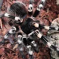 Acanthoscurria Geniculata Adult Female