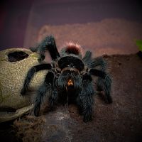 0.1 Grammostola iheringi