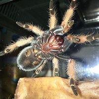 Brachypelma boehmei [ventral sexing]