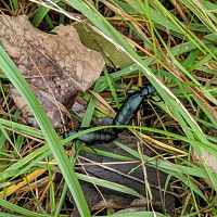 Unknown species my friend found while walking in a park in Woodstock, Ontario, Canada