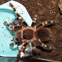 Genicula's Big Catch (♂ Acanthoscurria geniculata 4")