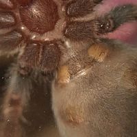 Brachypelma hamorii, 1.75” dls