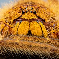 Heteropoda davidbowie