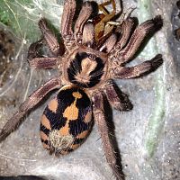 0.1 Hapalopus sp. "Columbia Large"