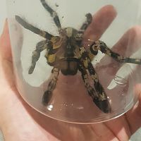 Poecilotheria Regalis