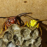 Polistes metricus