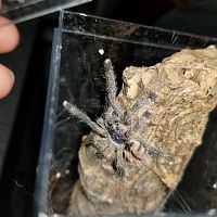 Sold as a Purple Pinktoe (Avicularia purpurea)