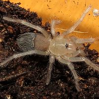 Freshly Molted Pterinopelma sazimai Sling (0.6")