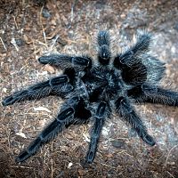 Grammostola grossa Sub-Adult Female