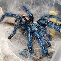 0.0.1 C. versicolor