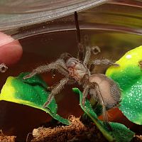 Aphonopelma eutylenum