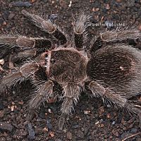 Grammostola sp. "Formosa".