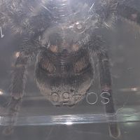 G.Pulchra 3"