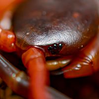 Scolopendra dehaani