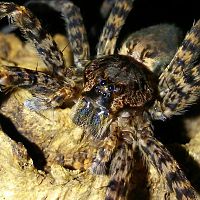 Dolomedes tenebrosus