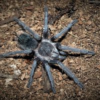 Lasiodora parahybana Juvenile Female