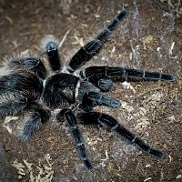 Tliltocatl albopilosus Honduras Adult Female