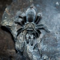 Aphonopelma eutylenum Juvenile Female