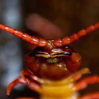 Scolopendra dehaani, detail of the claws (forcipulae?)