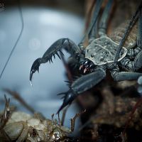 Phrynus decoratus (Cuba) Hunting