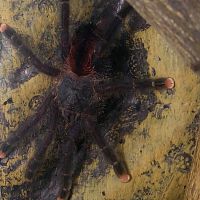 Avicularia avicularia