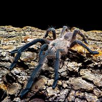 Chilobrachys sp. Prachuap Khiri Khan