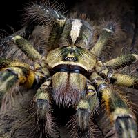 Poecilotheria ornata, mature female