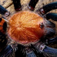 Davus sp., female some days after molting