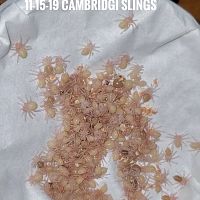 Cambridgi slings