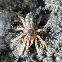 Hapalopus sp. "Colombia large"