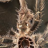 Grammostola pulchripes