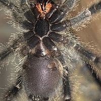 2.5" A.avicularia juvenile