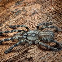 0.1 Poecilotheria striata